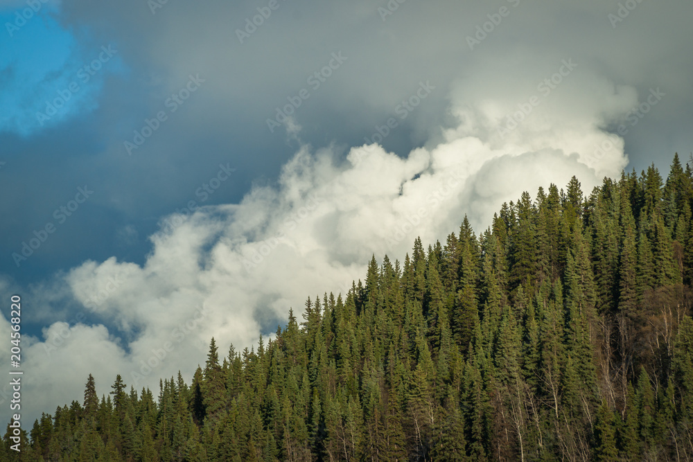 Clouds Lifting - Boreal Forest