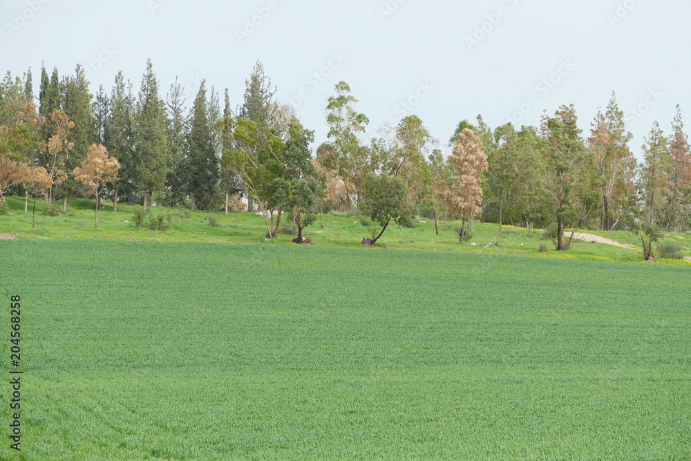 View fields in the Izrael Valley, Israel View fields in the Izrael Valley, Israel