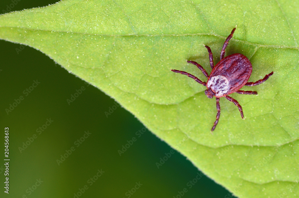 Parasite mite sitting on a green leaf. Danger of tick bite. Parasite mite sitting on a green leaf. Danger of tick bite.