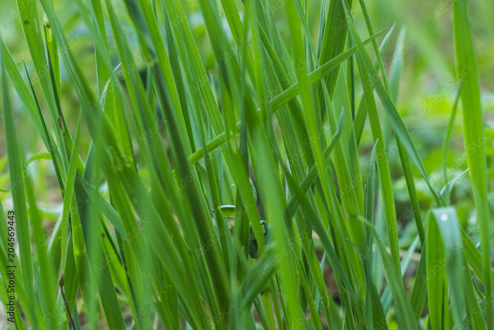 Green grass Green grass