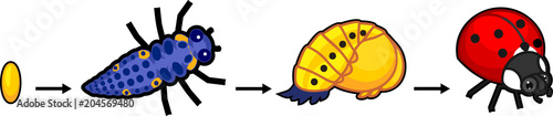 Life cycle of ladybug. Sequence of stages of development of ladybug from egg to adult insect