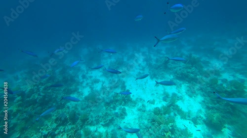 Wallpaper Mural School of Yellowfin goatfish Mulloides vanicolensis Torontodigital.ca