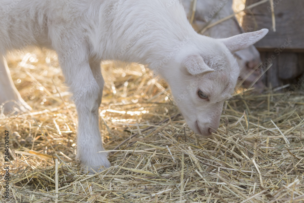 The kid investigates the straw on the ground. The kid investigates the straw on the ground.