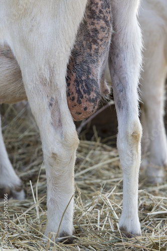 Legs and udder of white goats.