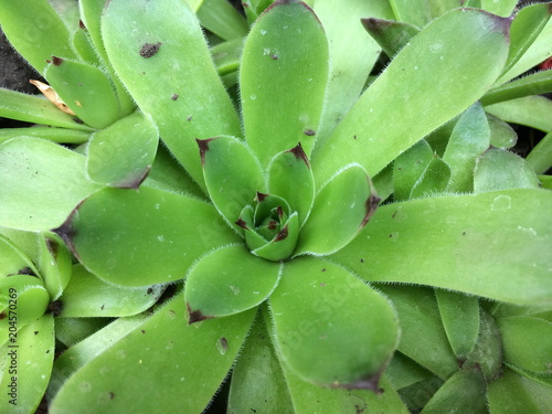 Green Young or Stone Rose Sempervivum . Close up With the Natural stone background.