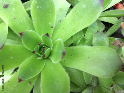 Green Young or Stone Rose Sempervivum . Close up With the Natural stone background.
