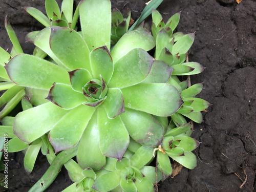 Tiny stone rose or hen-and-chicken succulents sempervivum outdoors, evergreen frost-resistant desert plants, early spring, sunny day, gardening