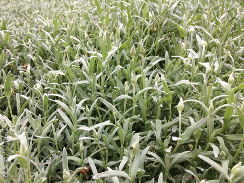 green grass plastic mat