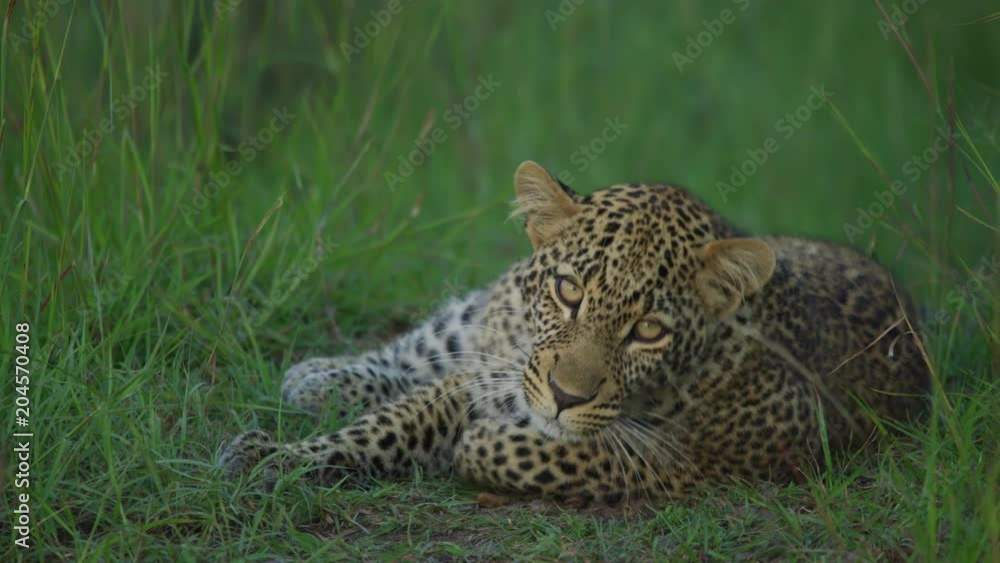 Leopard lying down Leopard lying down