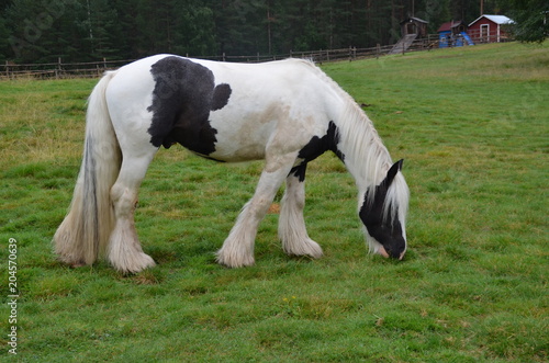 Horse who is grazed on a meadow