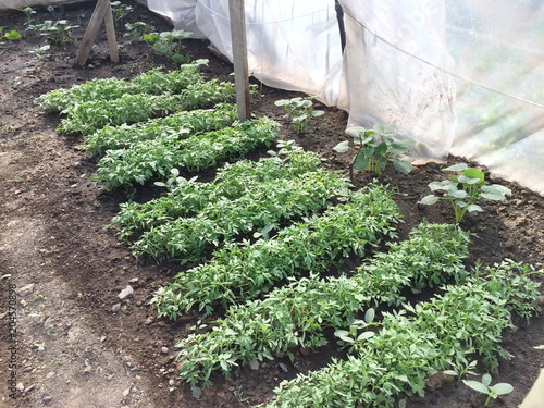 Interior of a home greenhouse for growing seedlings of tomato and green plants with rows of green seedlings stretching back to the distance