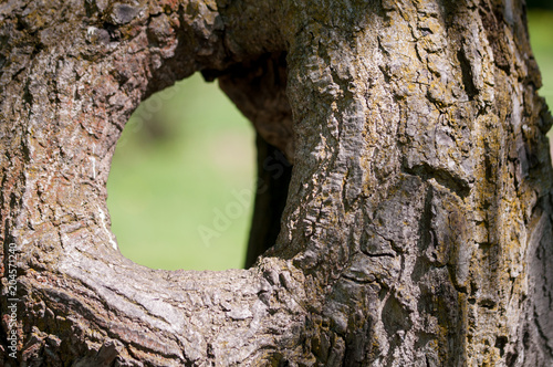 Large hollow tree on a background of green foliage. Serves nest for birds and shelter for animals. shallow depth of field
