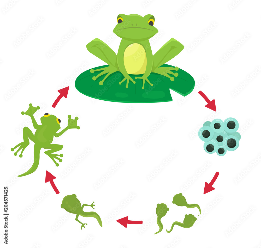 Naklejka premium Cykl życia żaby