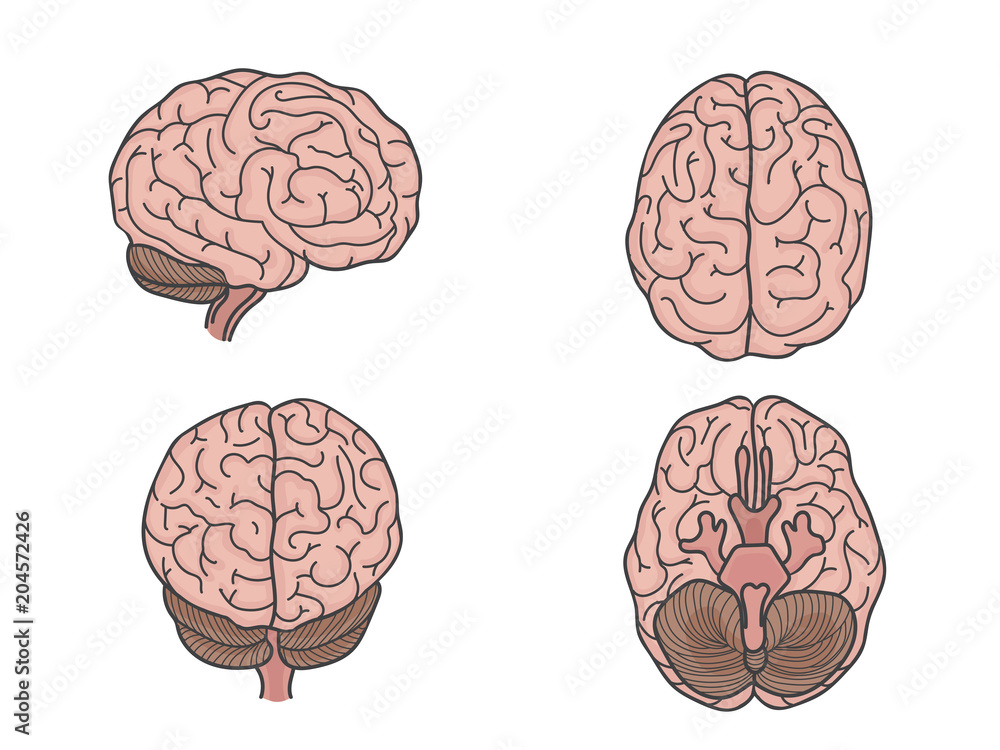 Human brain set Human brain set