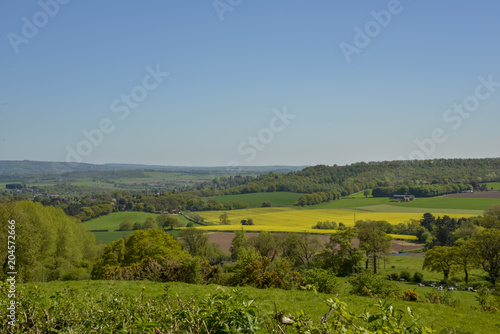 Summer english landscape with yellow rapeseed oil crops