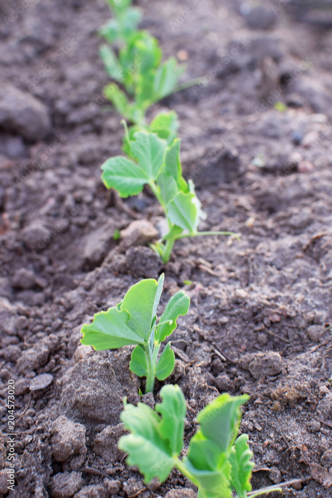 Young green peas plants grow in soil garden. Young green peas plants grow in soil garden.