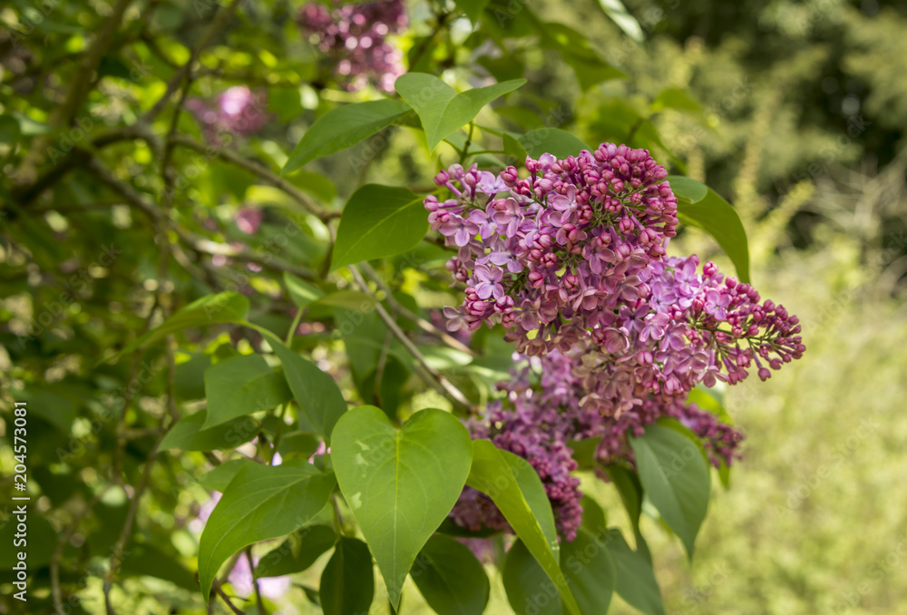 Purple lilac blooms Spetchley Gardens Worcester Purple lilac blooms Spetchley Gardens Worcester