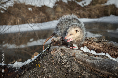 Fotografie Opossum (Didelphimorphia) Turns Hissing