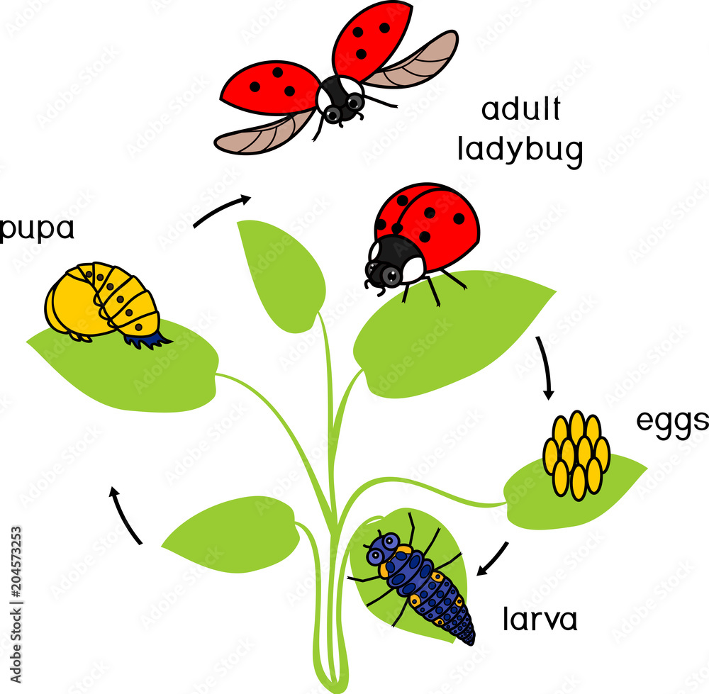 Obraz premium Life cycle of ladybug. Sequence of stages of development of ladybug from egg to adult insect
