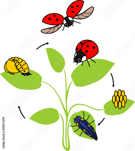 Life cycle of ladybug. Sequence of stages of development of ladybug from egg to adult insect