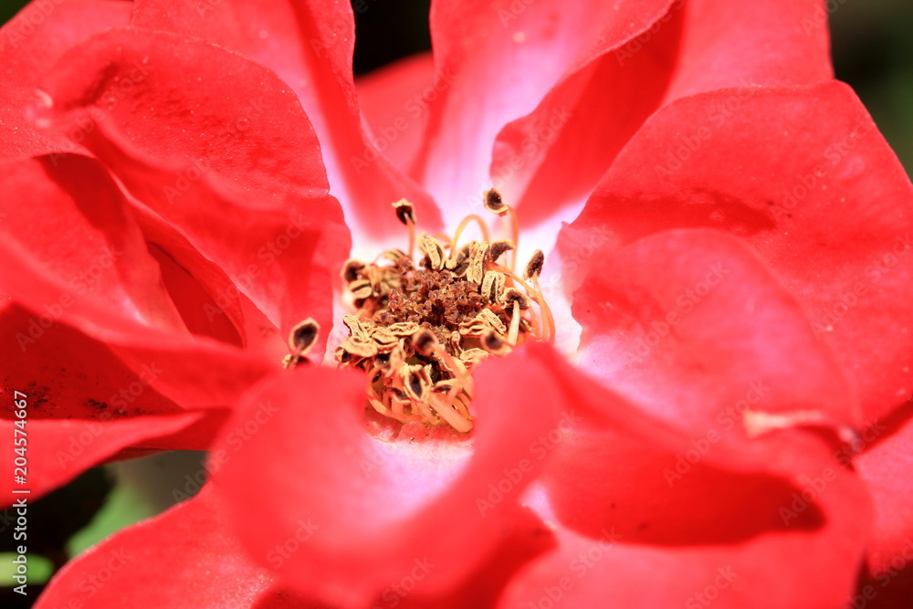 ミニバラの花