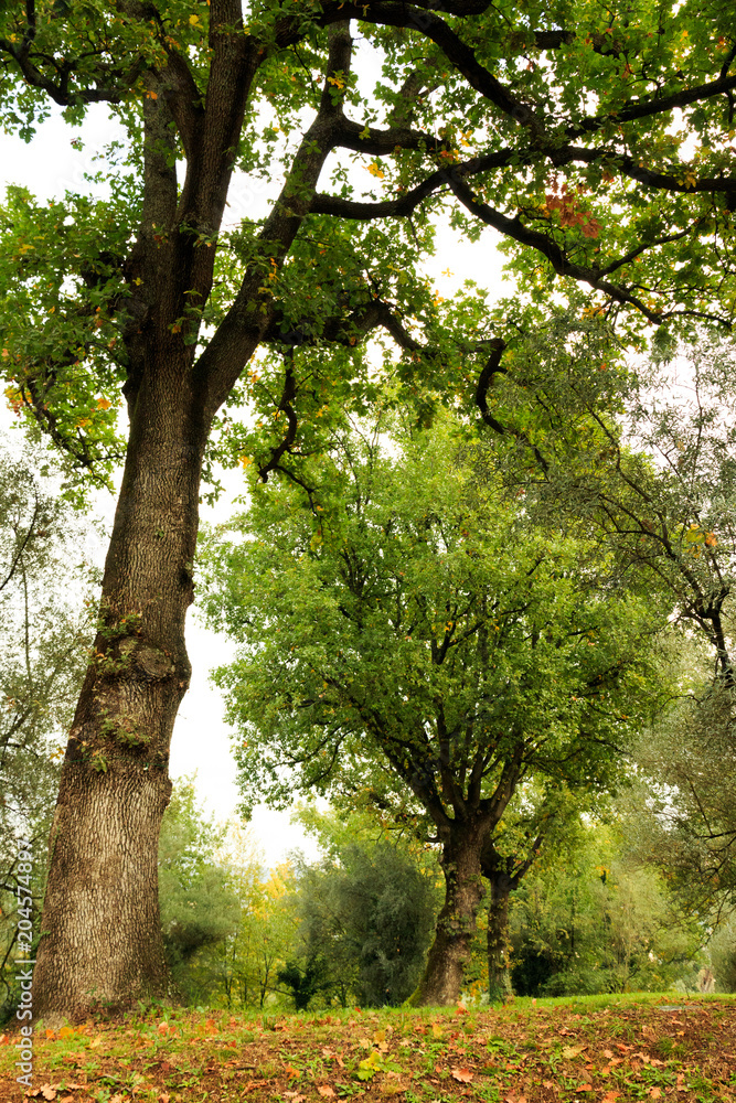 Italy, Central Italy, Lazio, Tivoli. Oak and olive trees. Italy, Central Italy, Lazio, Tivoli. Oak and olive trees.