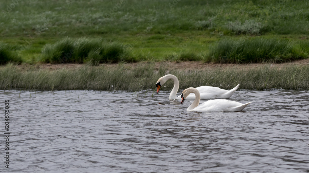 Wild swans swim on lake.