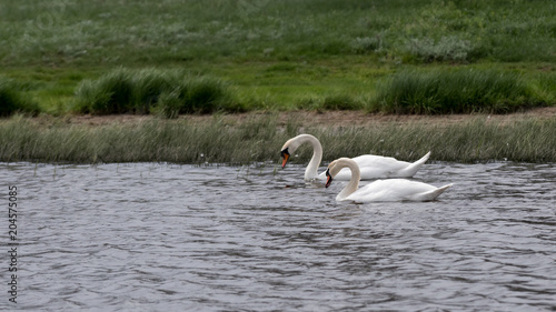 Wild swans swim on lake. © galitsin