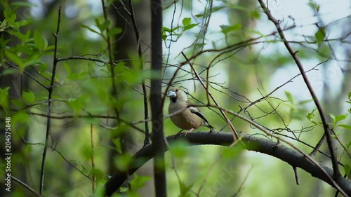 The hawfinch (Coccothraustes coccothraustes) sits on a branch among the leaves and twists his head with a large beak