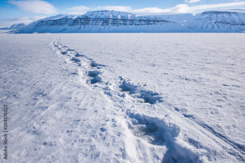  norway landscape nature polar bear track  on an ice floe  of Spitsbergen Longyearbyen  Svalbard   arctic winter  polar sunshine day  sky