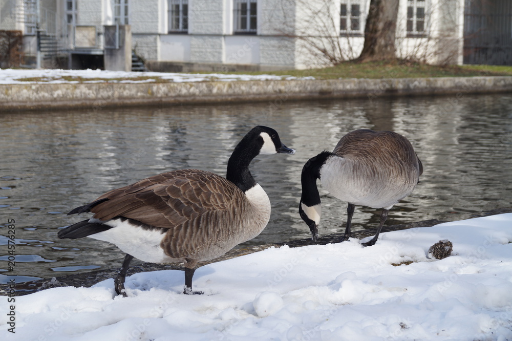 Fototapeta premium Canadian geese in the snow by the river in the city