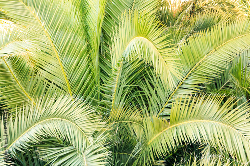 Italy  SE Italy  Ostuni. Palm tree fronds.