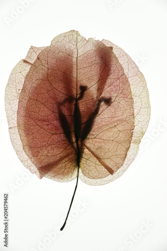 Flor
