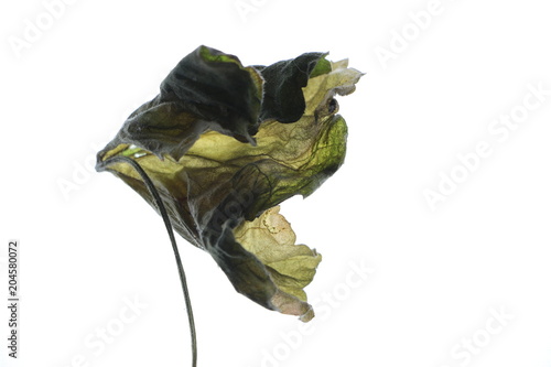 Hoja