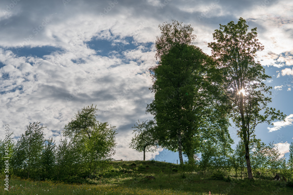 Fototapeta premium Bäume und Büsche