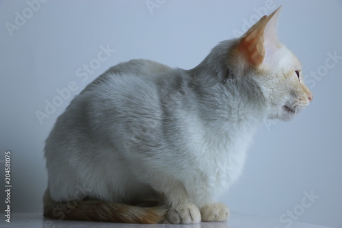 Gato