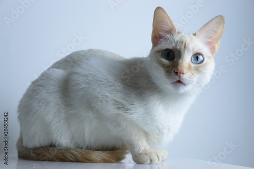 Gato