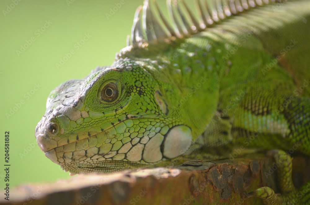 Fototapeta premium An Iguana lounging in the Amazon rainforest