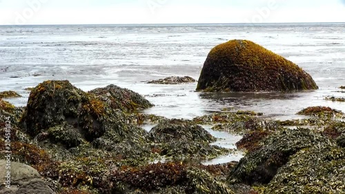 Okhotsk Sea, Iturup Island, Russia. Sea waves break up on coastal rocks covered with algae. Slowmotion 240 FPS