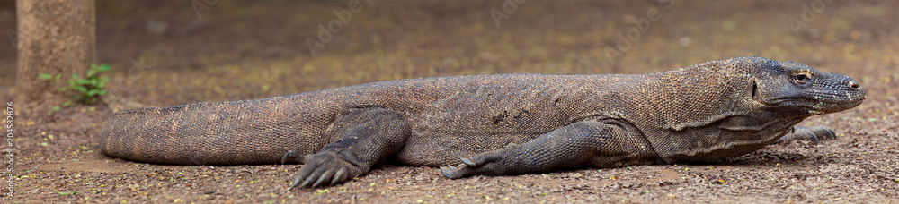 Obraz premium Komodo dragon