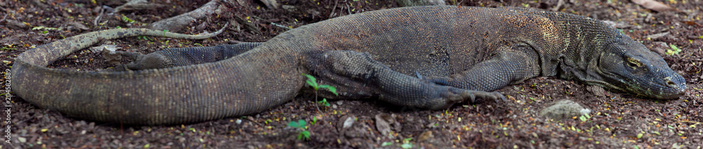 Obraz premium Komodo dragon