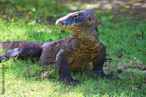 Komodo dragon