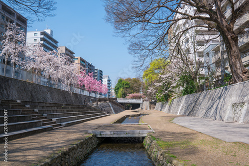 京都　一条戻橋と桜 photo