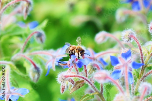 Borage flower and bee © Tetra