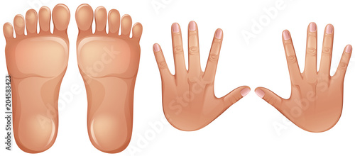 Human Anatomy Feet and Hands