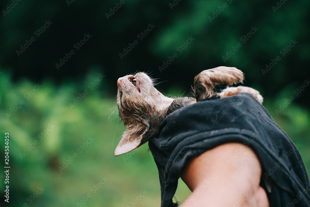 Obraz premium Poor Skinny Dead Cat