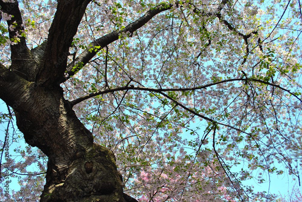 Obraz premium Flowers of Spring
