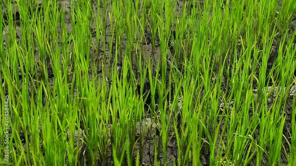 Small rice plants at rice field Small rice plants at rice field