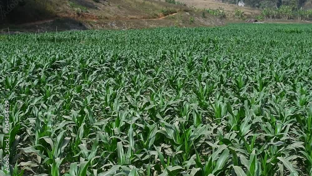 Corn farm in Thailand Corn farm in Thailand