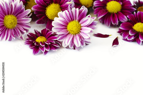 Fresh chrysanthemum on white background
